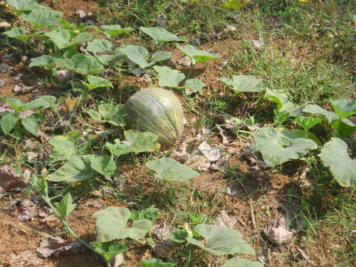 Mellon.